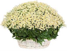 Цветочная композиция из Ромашки в корзине #REPLACE_PRED# Славгороде